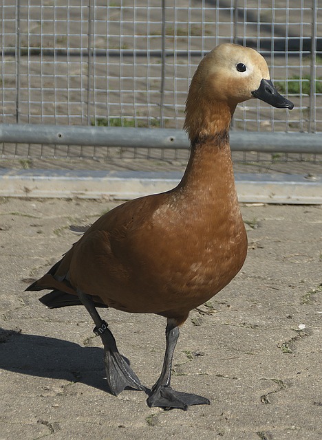 这对于季后