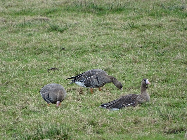 高尔夫运动 高尔夫运动