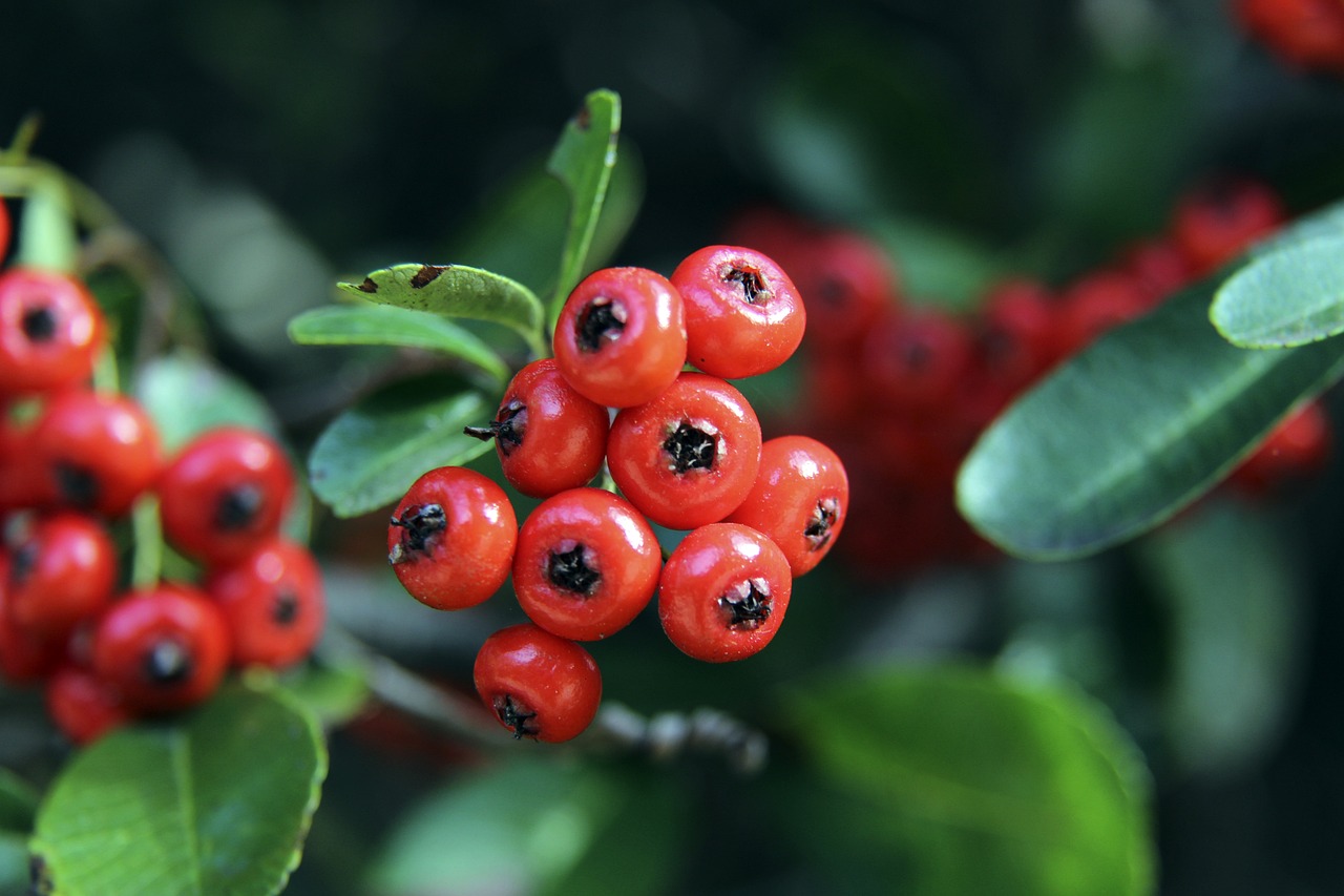 特里皮尔不 特里皮尔不